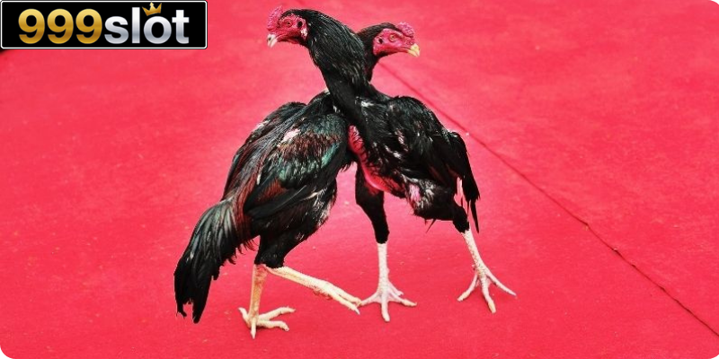 Kỹ Thuật Nuôi Gà Đá Hiệu Quả Giúp Chiến Kê Sung Mãn Nhất