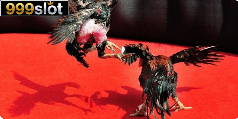 Quản lý môi trường chuồng trại sạch đẹp