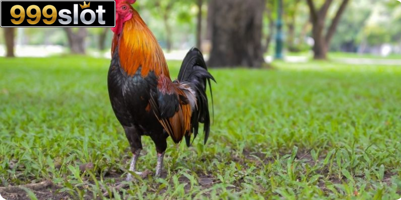 Cách Nuôi Gà Nhanh Lớn Hiệu Quả Giúp Chiến Kê Sung Mãn Nhất