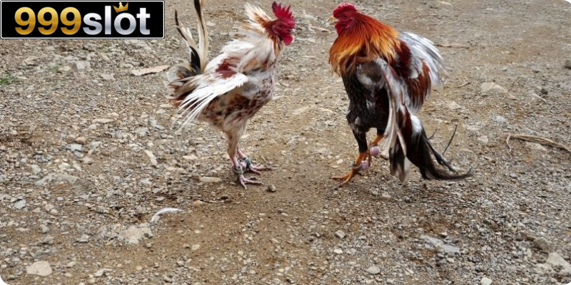 Cách nuôi gà nhanh lớn không thể bỏ qua