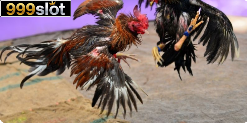 Huấn luyện theo giai đoạn chiến kê