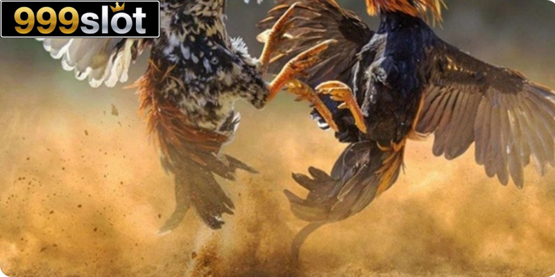 Đá gà C1 cực hot khi chơi tại 999slot